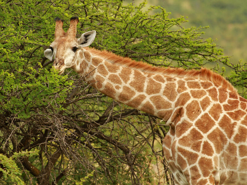 Görkemli Güney Afrika ve Safari 7 Gece - THY ile 17 Ocak (Sömestr Özel) (CPT - JNB) AT096