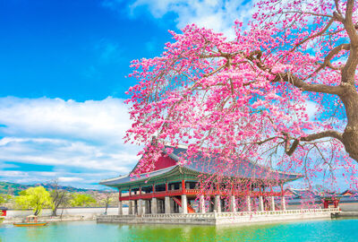 Comfort Japonya & Kore Turu Türk Hava Yolları ile 9 Gece Ekstra Turlar ve Çay Seremonisi Dahil Sakura 2026 Dönemi